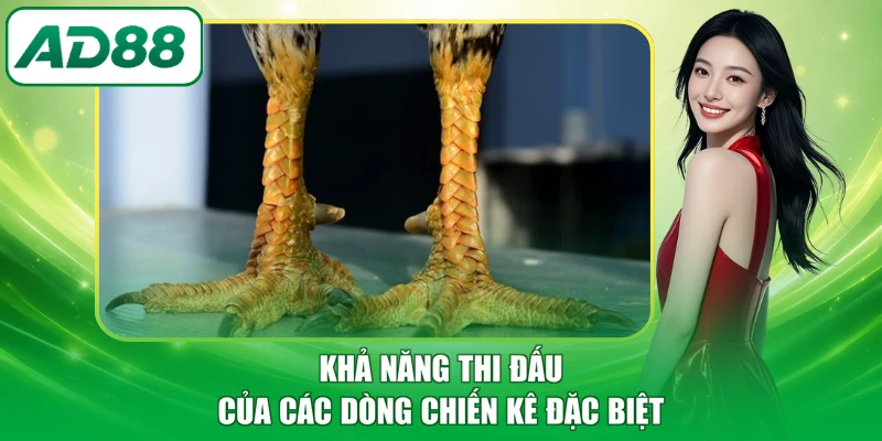 Khả năng thi đấu của các dòng chiến kê đặc biệt